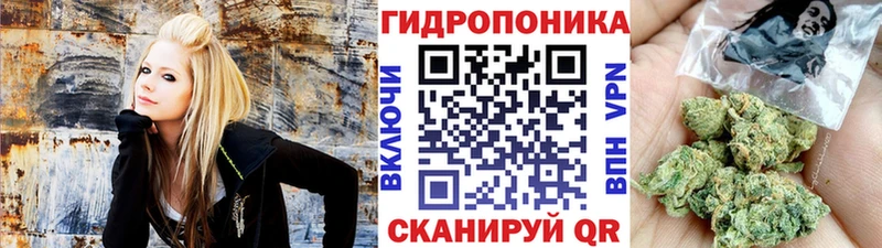 Канабис сатива Курильск